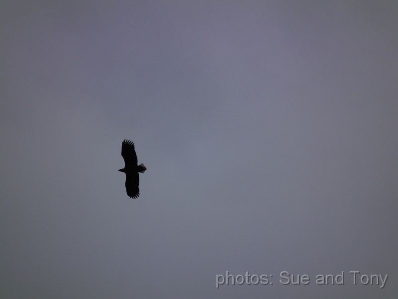 day4 0045.jpg - en route back to the ship we spotted some sea eagles